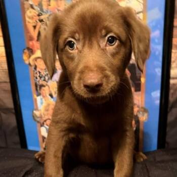 Leann -  Labrador Retriever and Mixed Breed Dog for Adoption in Normal, Illinois - Leann | PetCurious