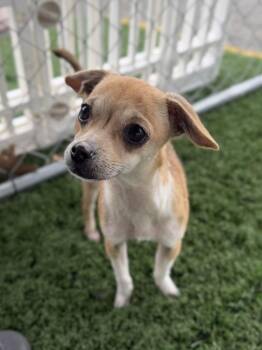 Chihuahua Dogs Available for Adoption - Dewdrop | PetCurious