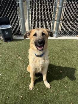 Mixed Breed Dogs Available for Adoption in Lafayette, Indiana - Astro | PetCurious