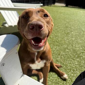 Chocolate Labrador Retriever Dogs Available for Adoption in Charlottesville, Virginia - Mokey | PetCurious