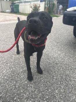 A136763 -  Mixed Breed Dog for Adoption in Palmetto, Florida - A136763 | PetCurious