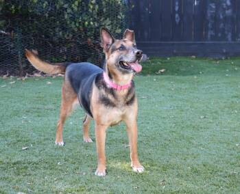Pixie -  German Shepherd Dog Dog for Adoption in Carlsbad, California - Pixie | PetCurious