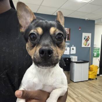Stitch -  Chihuahua Dog for Adoption in Newark, New Jersey - Stitch | PetCurious