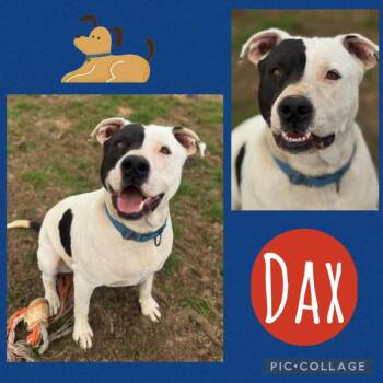 Boxer and Mixed Breed Dogs Available for Adoption - Dax | PetCurious