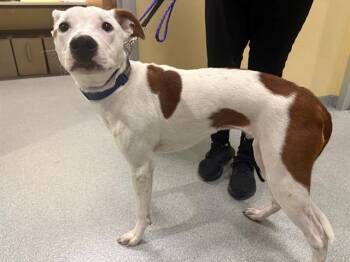 LEEBO -  Pointer and Dalmatian Dog for Adoption in Tustin, California - LEEBO | PetCurious