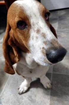 BONNIE -  Basset Hound Dog for Adoption in Hamilton, New Jersey - BONNIE | PetCurious