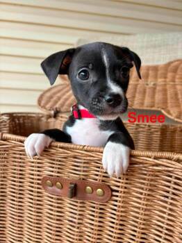 Smee -  Chihuahua Dog for Adoption in Shawnee, Oklahoma - Smee | PetCurious