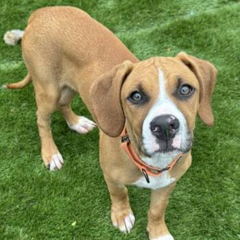 Rescue Mixed Breed Dogs for Adoption in Racine, Wisconsin - Mixer | PetCurious