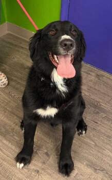 Davey -  Affenpinscher Dog for Adoption in St. George, Utah - Davey | PetCurious