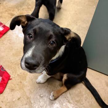 American Staffordshire Terrier and Australian Shepherd Dogs Available for Adoption in Bend, Oregon - Ein | PetCurious