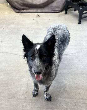 Rescue Border Collie and Australian Cattle Dog Blue Heeler Dogs for Adoption in Los Angeles, California - RYDER | PetCurious