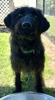 Miley May 26 -  Poodle and Labrador Retriever Dog for Adoption in Pacolet, South Carolina - Miley May 26 | PetCurious