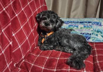 Yogi -  Shih Tzu and Poodle Dog for Adoption in Schofield, Wisconsin - Yogi | PetCurious