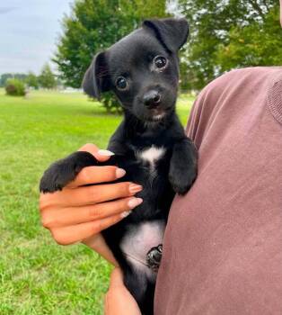 Austen -  Mixed Breed Dog for Adoption in Milton, Delaware - Austen | PetCurious