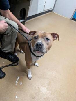 Pit Bull Terrier and Mixed Breed Dogs Available for Adoption - FALINE | PetCurious