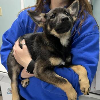 Kitt -  Norwegian Elkhound and Mixed Breed Dog for Adoption in State College, Pennsylvania - Kitt | PetCurious