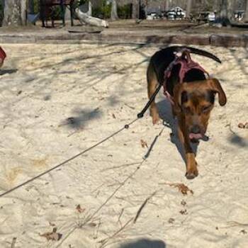 Shakers -  Hound Dog for Adoption in Gloucester, Virginia - Shakers | PetCurious