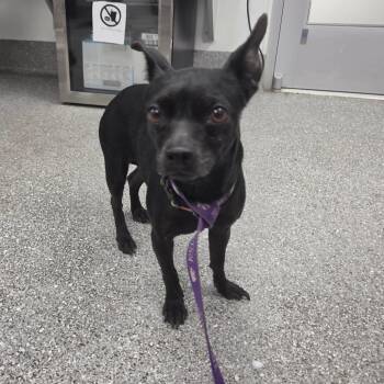 Coral -  Chihuahua Dog for Adoption in Lakeland, Florida - Coral | PetCurious