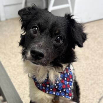 Oreo -  Chihuahua Dog for Adoption in Philadelphia, Pennsylvania - Oreo | PetCurious