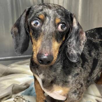 Dachshund Dogs Available for Adoption in Tulsa, Oklahoma - Freddy | PetCurious