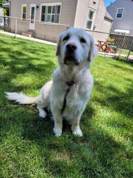 Gypsie -  Golden Retriever Dog for Adoption in Waterville, Ohio - Gypsie | PetCurious