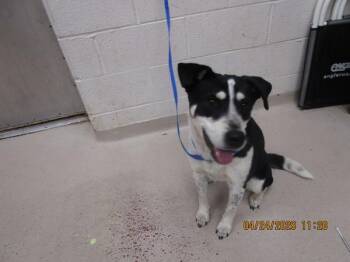 Border Collie Dogs Available for Adoption in Marietta, Georgia - (854) | PetCurious