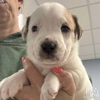 Labrador Retriever and Pointer Dogs Available for Adoption in Washington, District Of Columbia - Walter | PetCurious