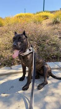PENNY -  Cane Corso Dog for Adoption in Fremont, California - PENNY | PetCurious
