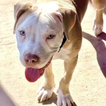 Sapphire -  Pit Bull Terrier Dog for Adoption in Krum, Texas - Sapphire | PetCurious