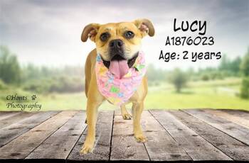Rescue Boxer and Mixed Breed Dogs for Adoption in Thousand Palms, California - LUCY | PetCurious