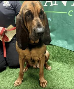 Rescue Bloodhound Dogs for Adoption in Larkfield-wikiup, California - Mabel | PetCurious