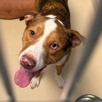 Mixed Breed Dogs Available for Adoption in Philadelphia, Pennsylvania - Brody | PetCurious