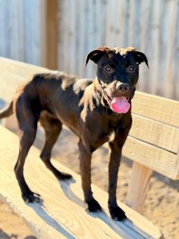 Labrador Retriever and Mixed Breed Dogs Available for Adoption in Muskegon, Michigan - Molly-2 | PetCurious