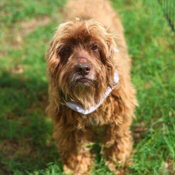 CALYPSO -  Cocker Spaniel Dog for Adoption in San Antonio, Texas - CALYPSO | PetCurious