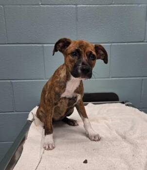 Sybil -  Boxer and Mixed Breed Dog for Adoption in Kansas City, Missouri - Sybil | PetCurious