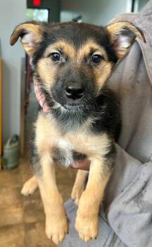 Mixed Breed Dogs Available for Adoption - Tuck | PetCurious