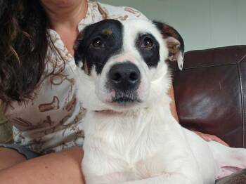 Catherine -  Border Collie Dog for Adoption in Hilham, Tennessee - Catherine | PetCurious