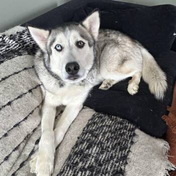 Siberian Husky Dogs Available for Adoption - Clyde | PetCurious