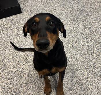 Doberman Pinscher Dogs Available for Adoption - Lana | PetCurious