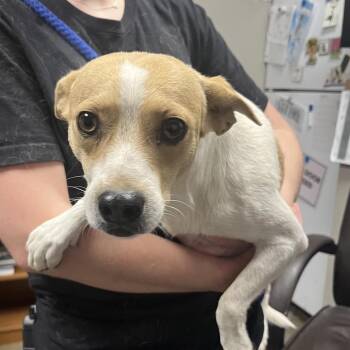 Daniel -  Chihuahua Dog for Adoption in Yuma, Arizona - Daniel | PetCurious