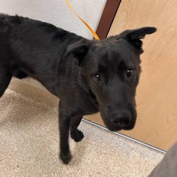 Clover -  Black Labrador Retriever and Mixed Breed Dog for Adoption in Reno, Nevada - Clover | PetCurious