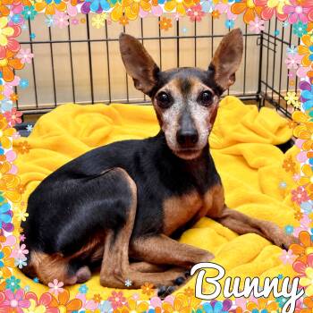 Bunny -  Miniature Pinscher Dog for Adoption in Mokena, Illinois - Bunny | PetCurious