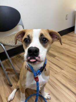 Amora -  Mixed Breed Dog for Adoption in Raleigh, North Carolina - Amora | PetCurious