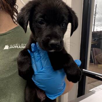 Boom -  Mixed Breed Dog for Adoption in Columbiana, Alabama - Boom | PetCurious