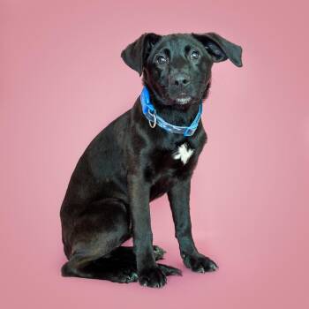 Mixed Breed Dogs Available for Adoption - Madison Chock | PetCurious