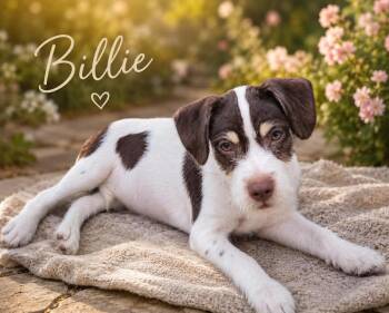 Billie -  Mixed Breed Dog for Adoption in Monticello, Minnesota - Billie | PetCurious