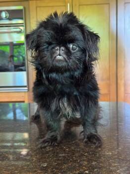 Grover -  Pekingese Dog for Adoption in Lutz, Florida - Grover | PetCurious