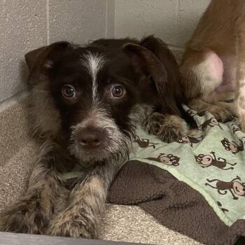Fred -  Mixed Breed Dog for Adoption in Bristol, Indiana - Fred | PetCurious