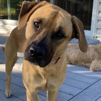 Fresca -  Mixed Breed Dog for Adoption in Buffalo, Minnesota - Fresca | PetCurious