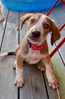 Splasher -  Beagle and Hound Dog for Adoption in Princeton, Massachusetts - Splasher | PetCurious